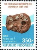 Skull of “Ngandong 7”