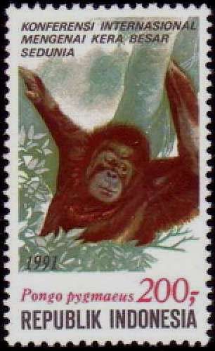 Bornean Orangutan (Pongo pygmaeus)
