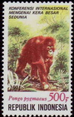 Bornean Orangutan (Pongo pygmaeus)
