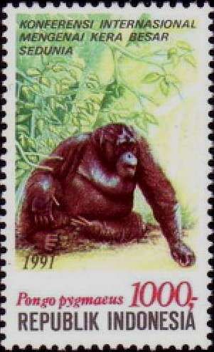Bornean Orangutan (Pongo pygmaeus)