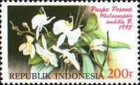 Phalaenopsis amabilis