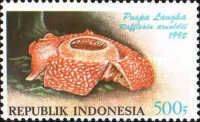 Puspa Langlea or Corpse Lily (Rafflesia arnoldii)