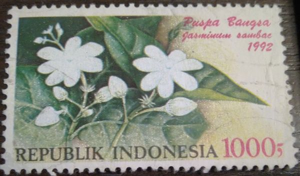 Arabian jasmine (Jasminum sambac)