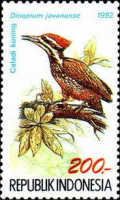 Common Flameback (Dinopium javanense)