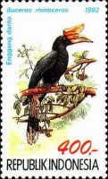 Rhinoceros Hornbill (Buceros rhinoceros)