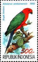 Moluccan King Parrot (Alisterus amboinensis)