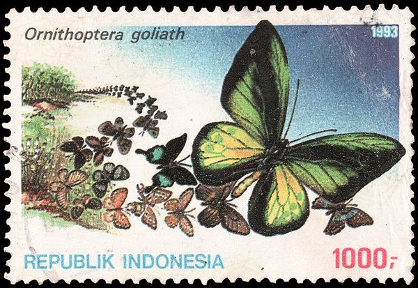 Goliath Birdwing (Ornithoptera goliath)