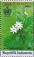 Melati (Jasminum sambac)