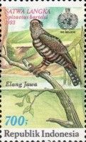 Javan Hawk-Eagle (Spizaetus bartelsi)