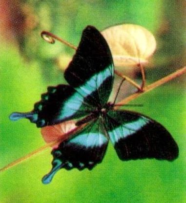 Green Swallowtail (Papilio blumei)