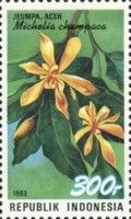 Michelia champaca