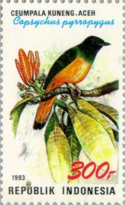Orange-tailed Shama (Copsychus pyrropygus )