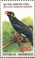 Nyas Myna (Gracula religiosa robusta)
