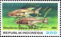 Celebes Rainbow (Telmatherina ladigesi)
