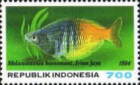 Boeseman's Rainbowfish (Melanotaenia boesemani)