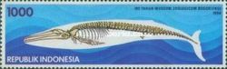 Skeleton of a Blue Whale (Balaenoptera musculus)