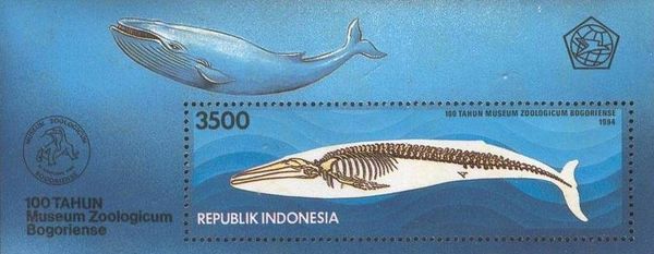 Skeleton of a Blue Whale (Balaenoptera musculus)