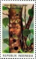 Morus macroura
