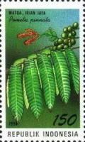 Pometia pinnata