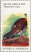Great Argus Pheasant (Argusianus argus)