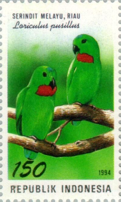 Yellow-throated Hanging Parrot (Loriculus pusillus)