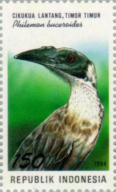 Helmeted Friarbird (Philemon buceroides)