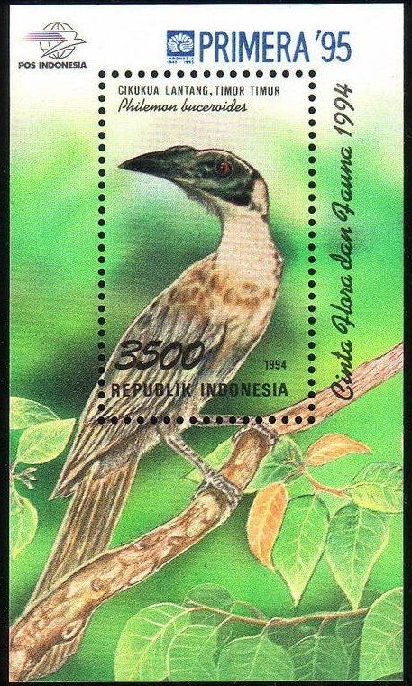 Helmeted Friarbird (Philemon buceroides)