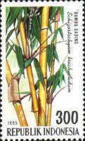 Schizostachyum brachycladum