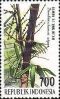 Dendrocalamus asper