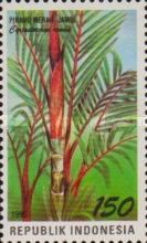 Cyrtostachys renda