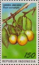Bouea macrophylla