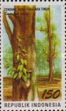 Santalum album