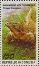 Komodo Dragon (Varanus komodoensis)