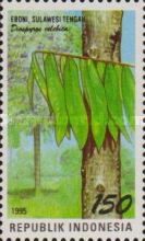 Diospyros celebica