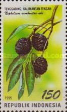 Nephelium ramboutan-ake