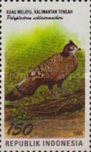 Bornean Peacock-pheasant (Polyplectron schleiermacheri)