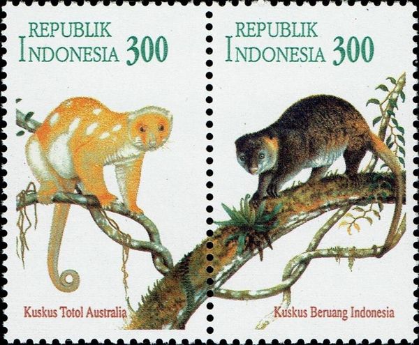 Sulawesi Bear Cuscus (Ailurops ursinus)