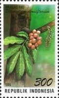 Dysoxylum densiflorum