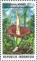 Amorphophallus titanum