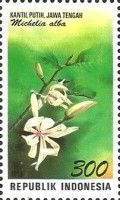 Michelia alba