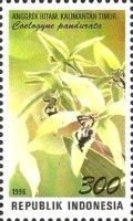 Coelogyne pandurata