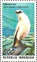 Bali Myna (Leucopsar rothschildi)