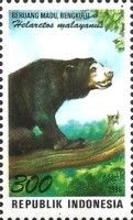 Sun Bear (Helarctos malayanus)