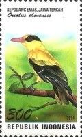 Black-naped Oriole (Oriolus chinensis)