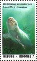 Irrawaddy Dolphin (Orcaella brevirostris)
