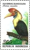 Knobbed Hornbill (Aceros cassidix)