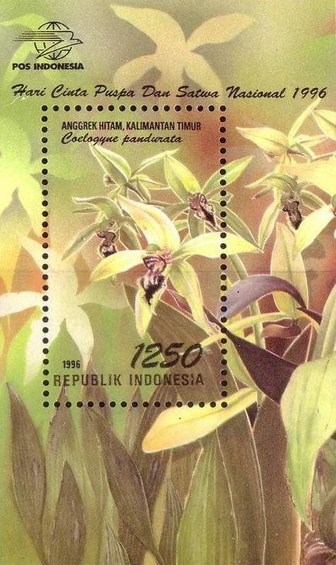 Coelogyne pandurata