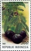 Diospyros macrophylla