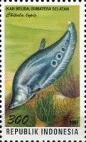 Giant Featherback (Chitala lopis)
