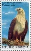 Brahminy Kite (Haliastur indus)